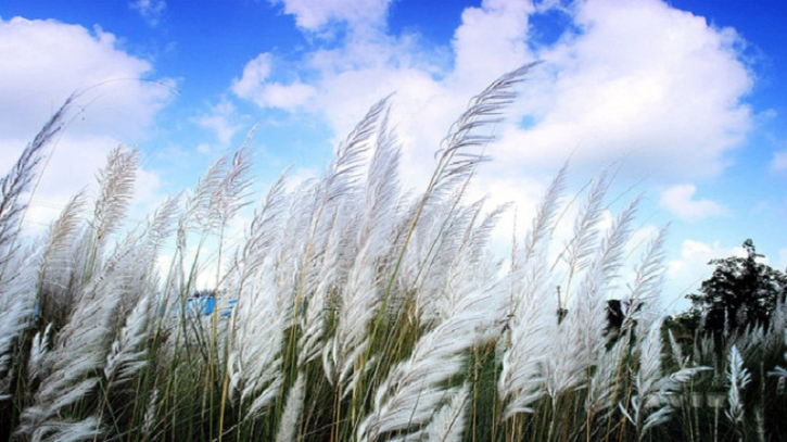 শরৎ এলো কাশবনে