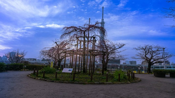 জাপানে সাকুরা ফুল ফোটার আগের অবস্থা